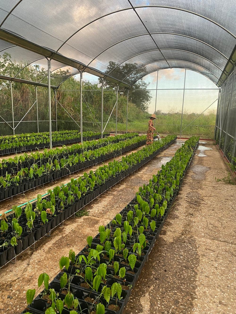 BuyCacaoTrees.treeInfo.image1Alt