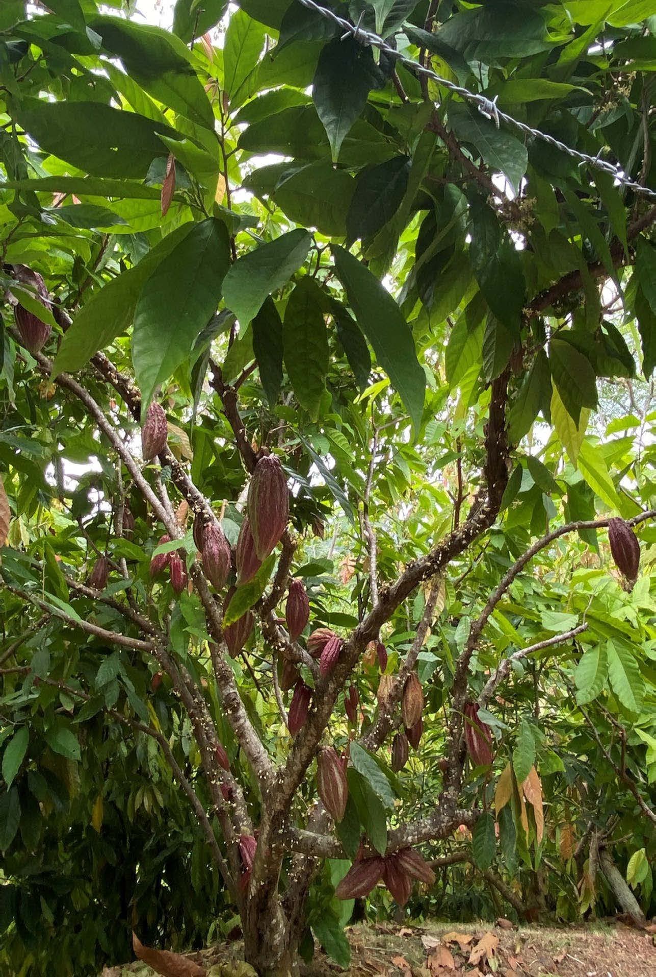 BuyCacaoTrees.treeInfo.image2Alt